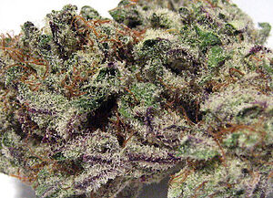 Buy Blackberry Kush strain in North Carolina